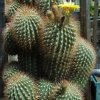 Echinopsis_formosa